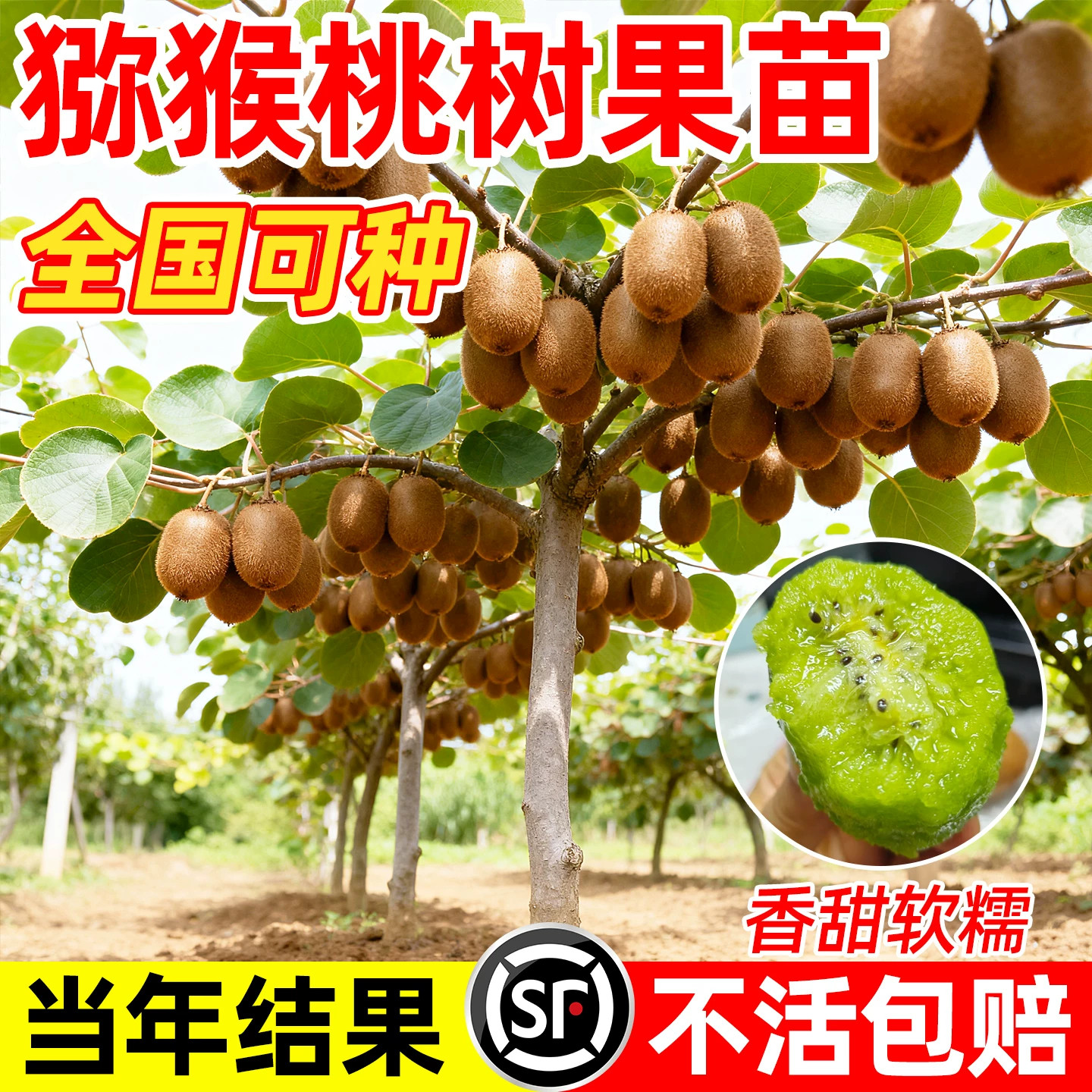 徐香猕猴桃苗雌雄同株嫁接南北通图片