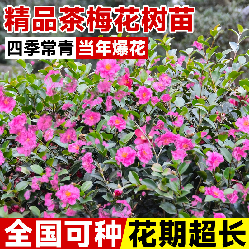 茶梅花苗带花苞四季山茶花树苗室内外花卉盆栽阳台花园耐寒绿植物