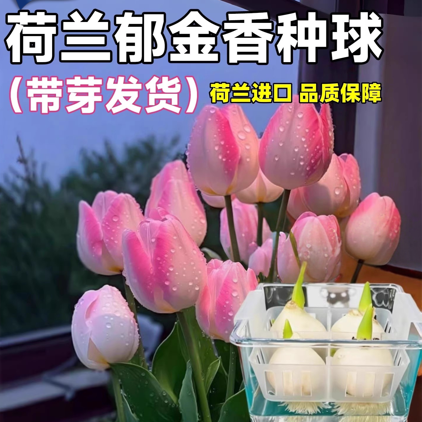 荷兰进口郁金香种球水培5度球植物桌面植物花卉种子阳台耐寒好养