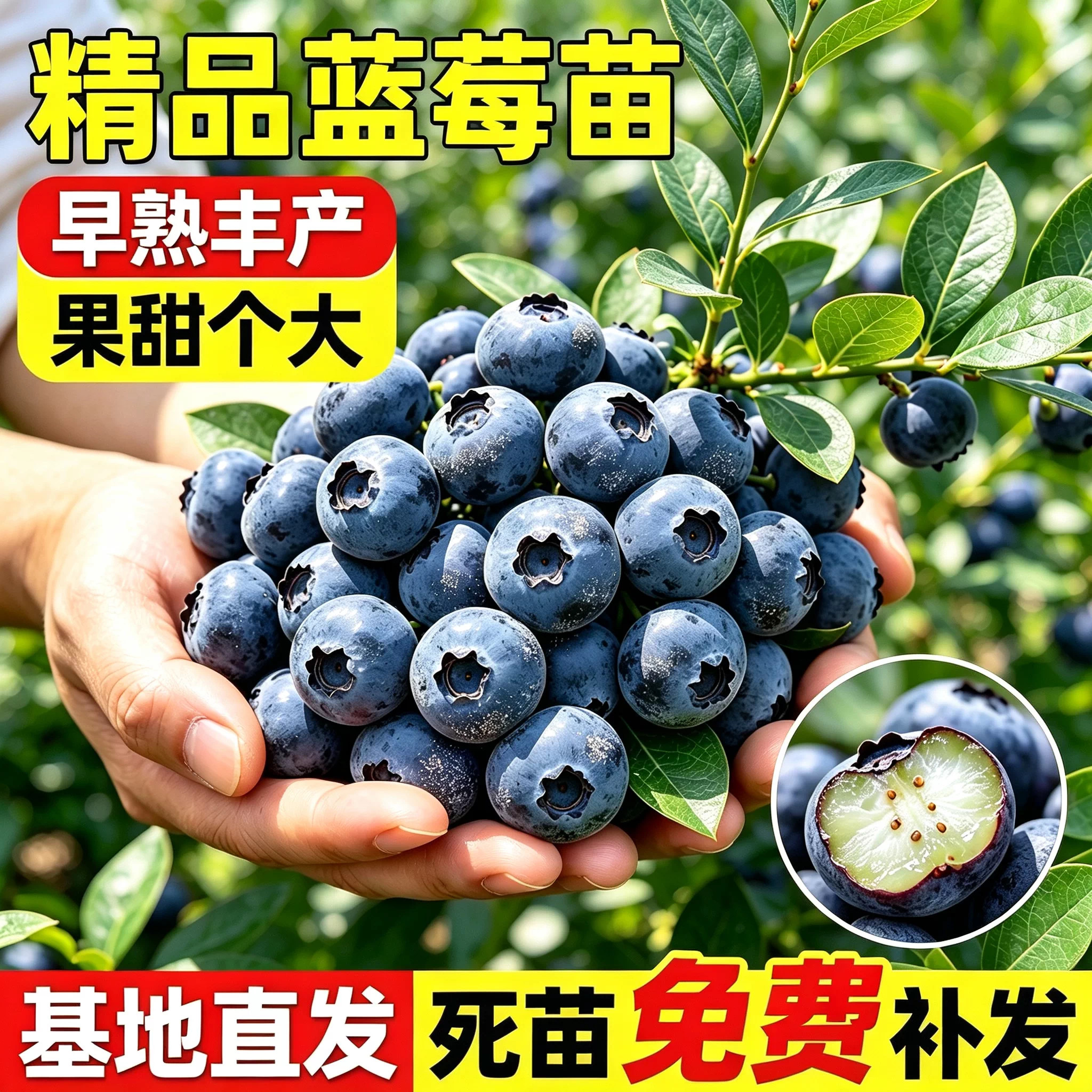 蓝莓树果苗盆栽果实多汁风味佳南北方均可栽种阳台观赏食用蓝莓苗