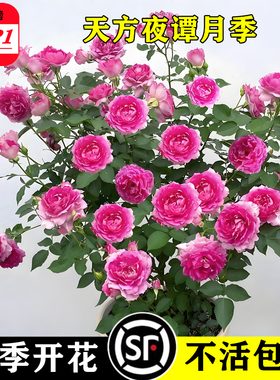 天方夜谭月季花苗大花浓香玫瑰紫色四季花卉阳台盆栽无刺花卉植物