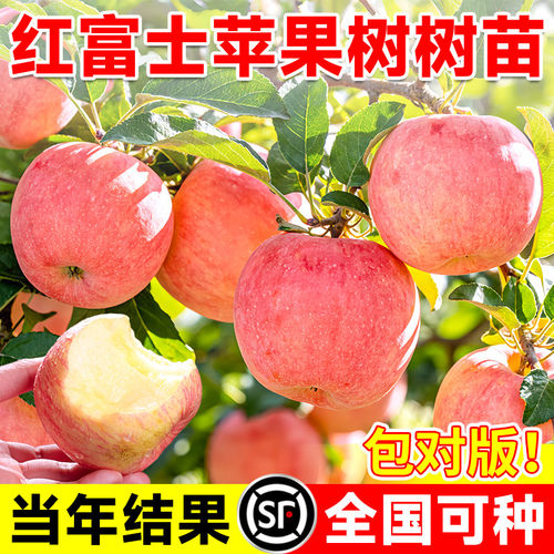 红富士苹果苗嫁接矮化当年结果