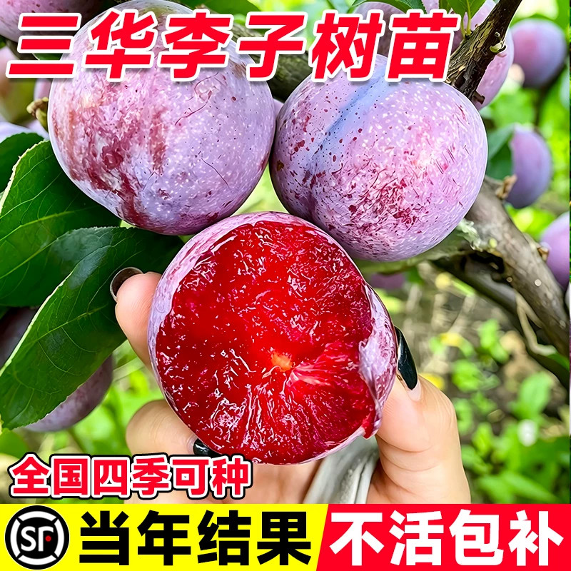 红心三华李嫁接果苗南北方可种图片