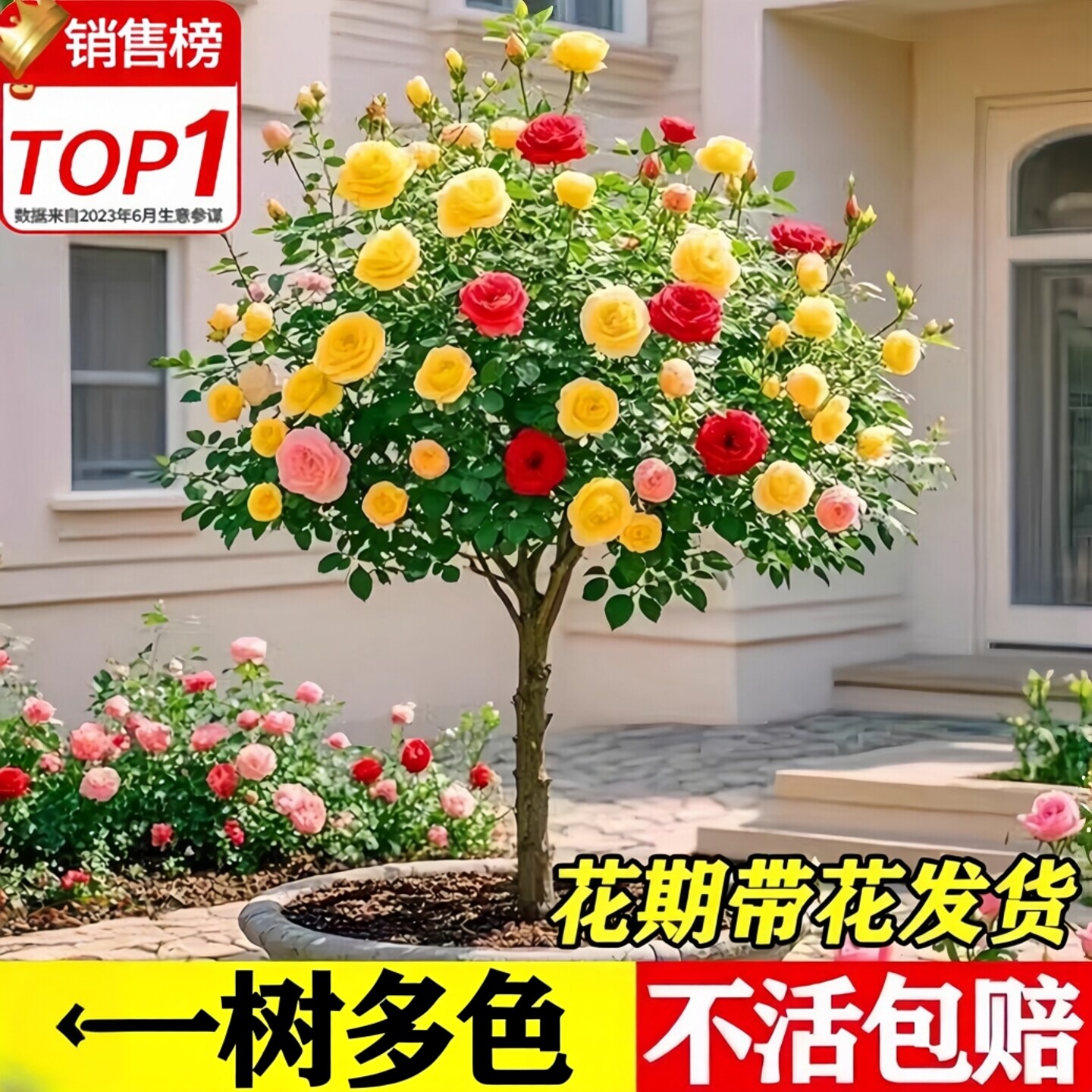 多色棒棒糖树桩月季花苗开花室外庭院月季花卉植物盆栽玫瑰花树苗