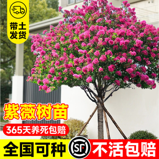 红火箭苗紫薇树苗庭院绿化名贵花地栽百日红耐寒耐旱树种庭院路边