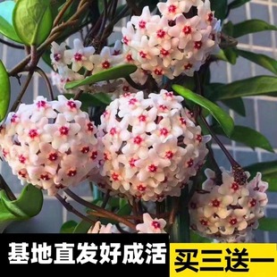 球兰带花大苗盆栽绿植吊兰家养常绿室内外四季多花卉植物爬藤攀援