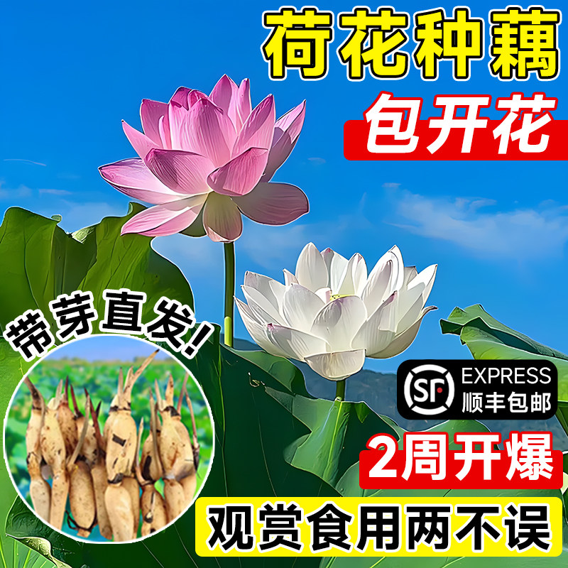 大型观赏荷花食用莲藕苗图片