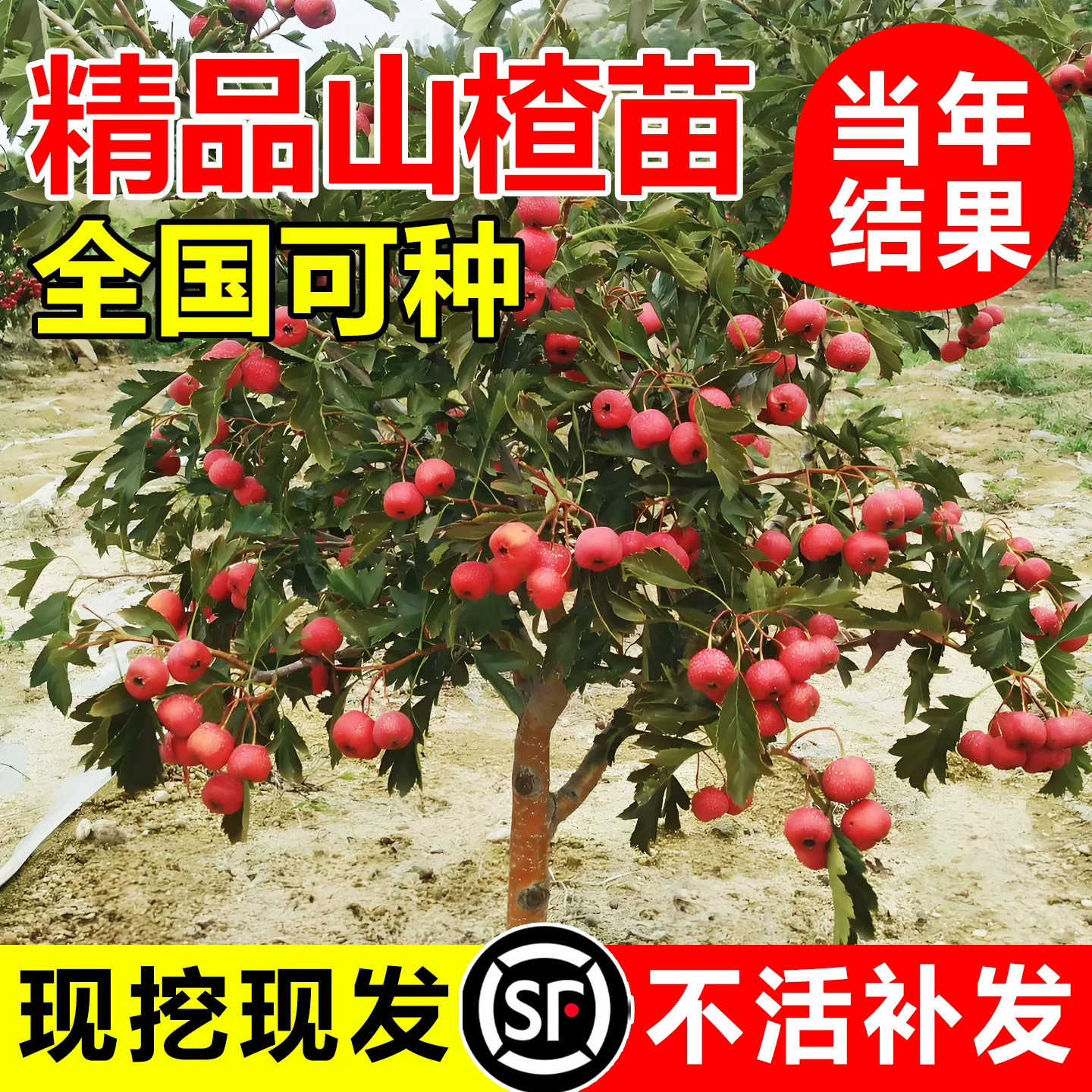 山楂树活苗大五棱甜红子山楂嫁接苗果树果苗南方北方种植当年结果