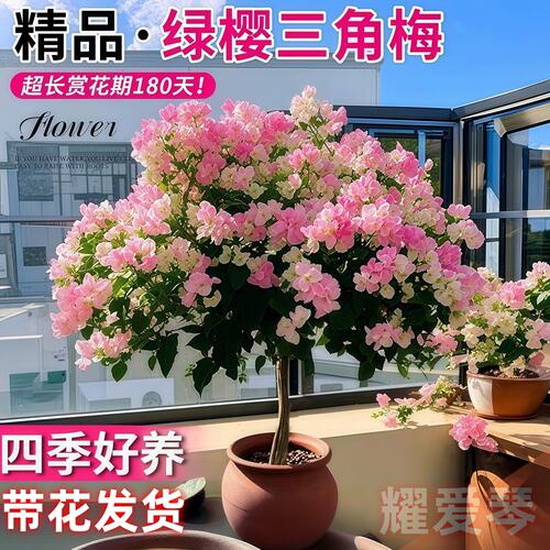 重瓣绿樱三角梅老桩盆栽带苞
