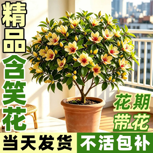 含笑花盆栽带苞浓香好养