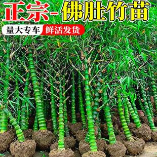 罗汉竹佛肚竹庭院地栽室外耐寒好养四季种植黄金竹竹子苗盆栽盆景