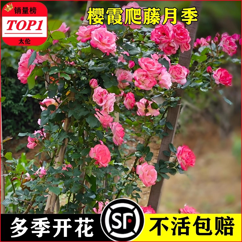 太伦樱霞月季藤本好养包对版