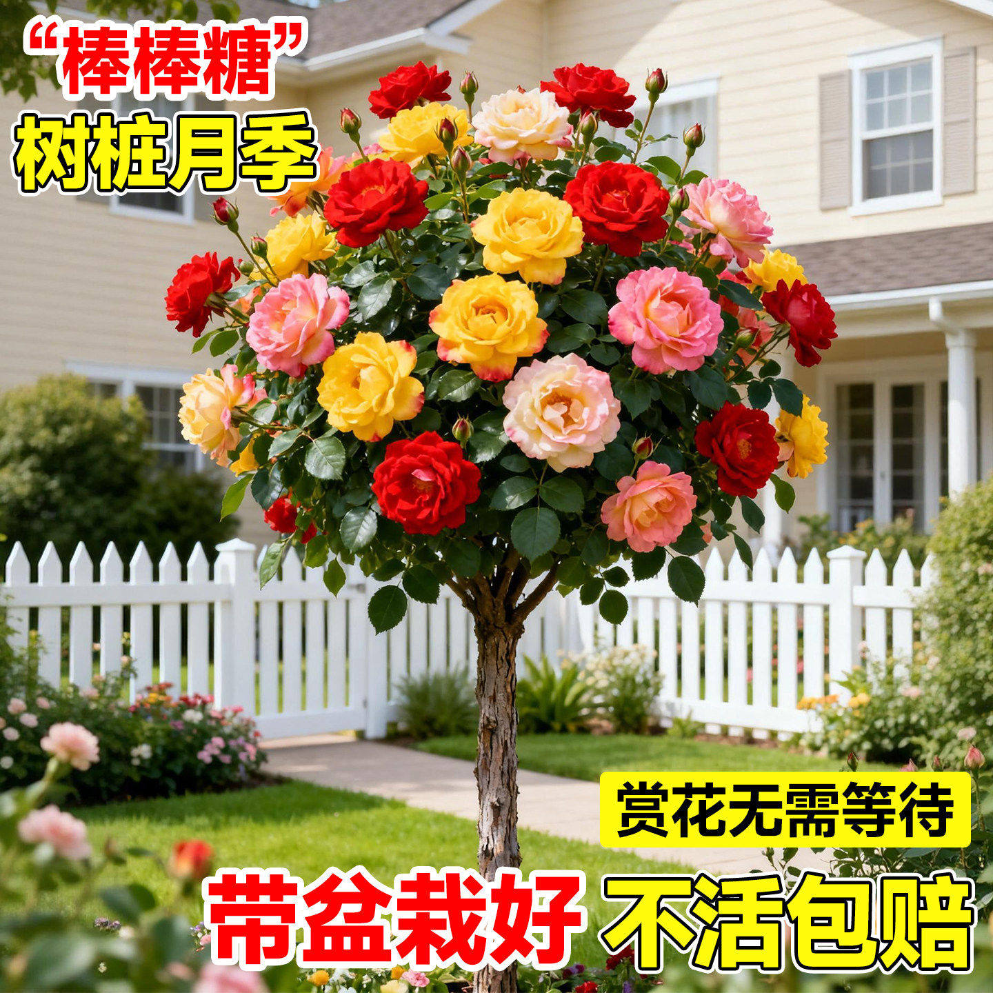 耐热爬藤棒棒糖月季树苗图片