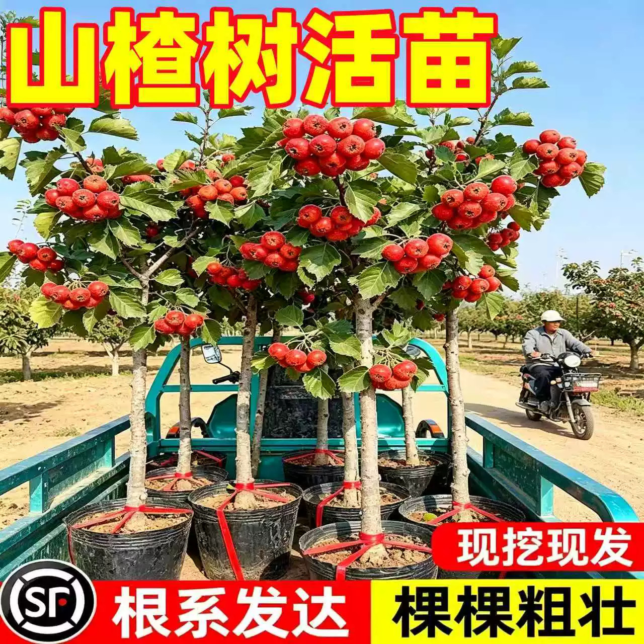 山楂树活苗大五棱甜红子山楂苗南方北方种植盆栽地栽山楂嫁接果苗