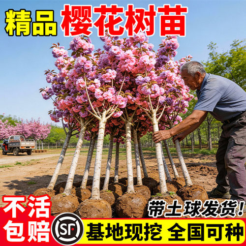 耐寒重瓣樱花树苗南北可种