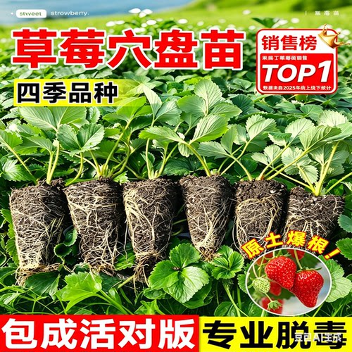 四季结果特大号草莓苗盆栽