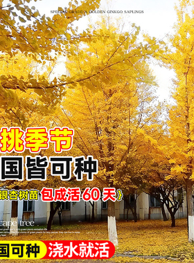 银杏树活苗带土盆栽金叶白果庭院别墅落叶风景绿化行道树小苗种植