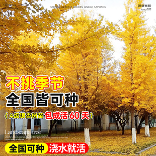 银杏树活苗带土盆栽金叶白果庭院别墅落叶风景绿化行道树小苗种植