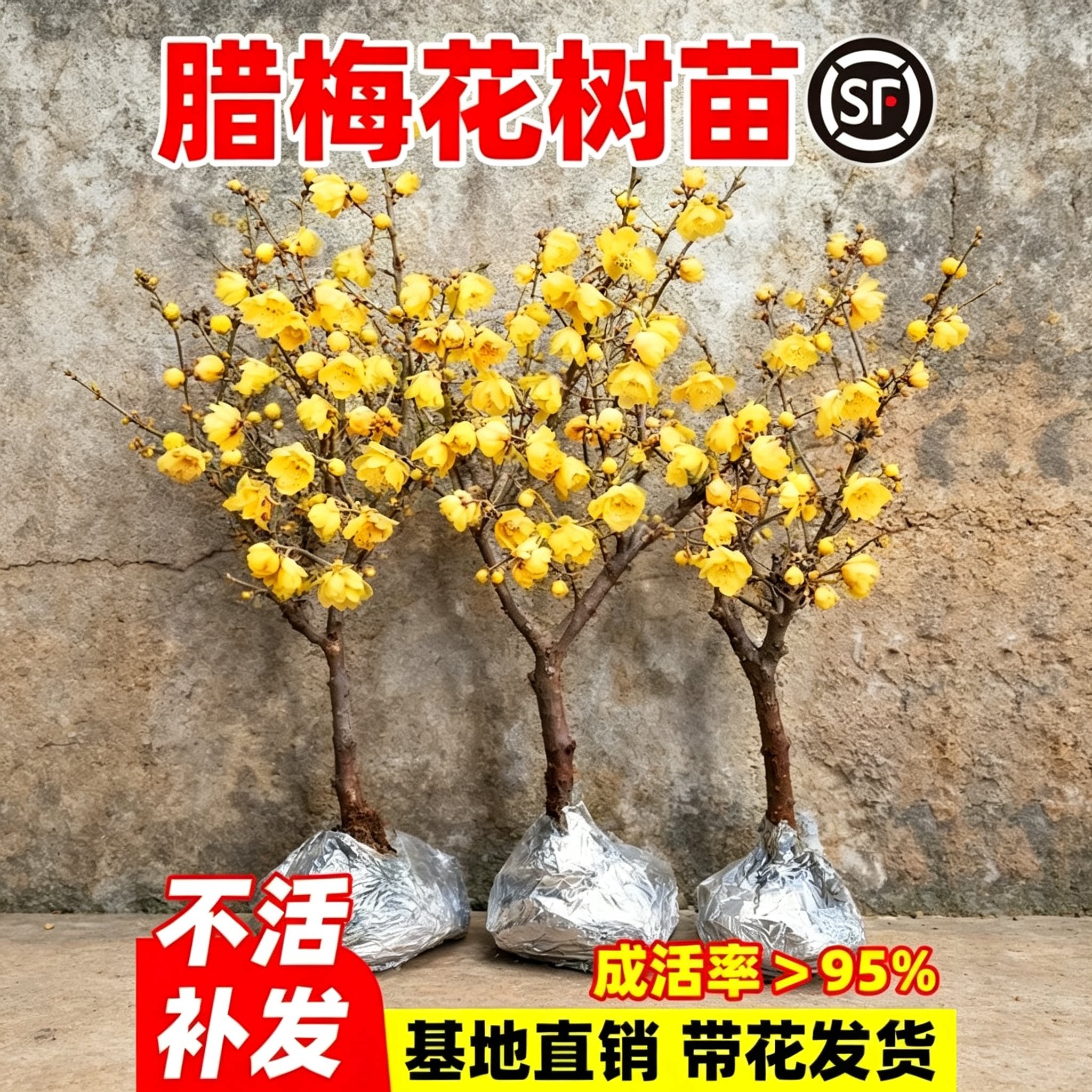 耐寒四季腊梅树苗盆栽庭院地栽图片