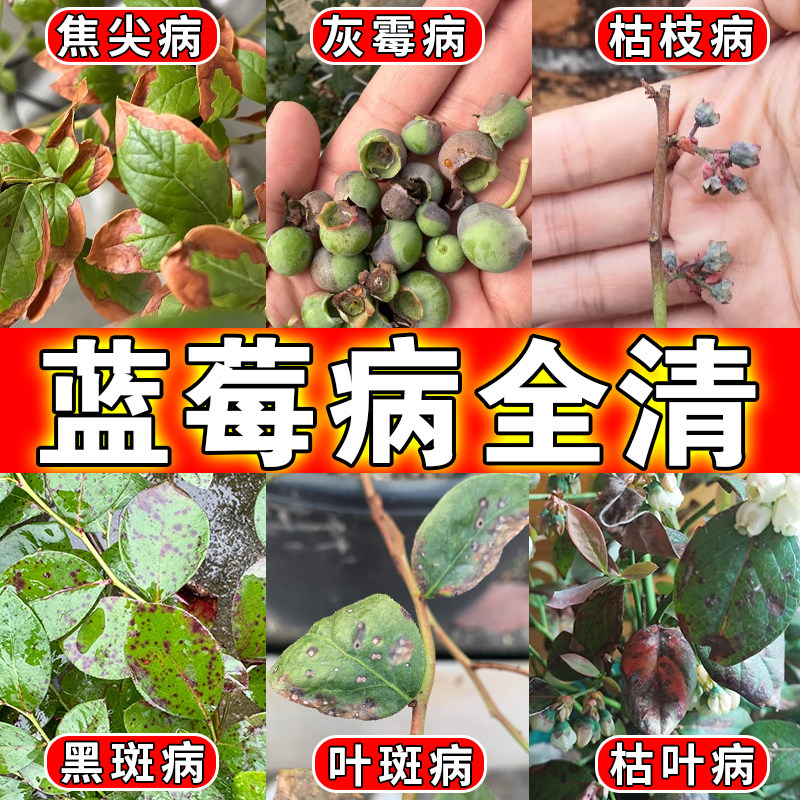 蓝莓灰霉病专用枯枝病叶斑病营养液叶子发黄水溶酸性肥料杀菌图片
