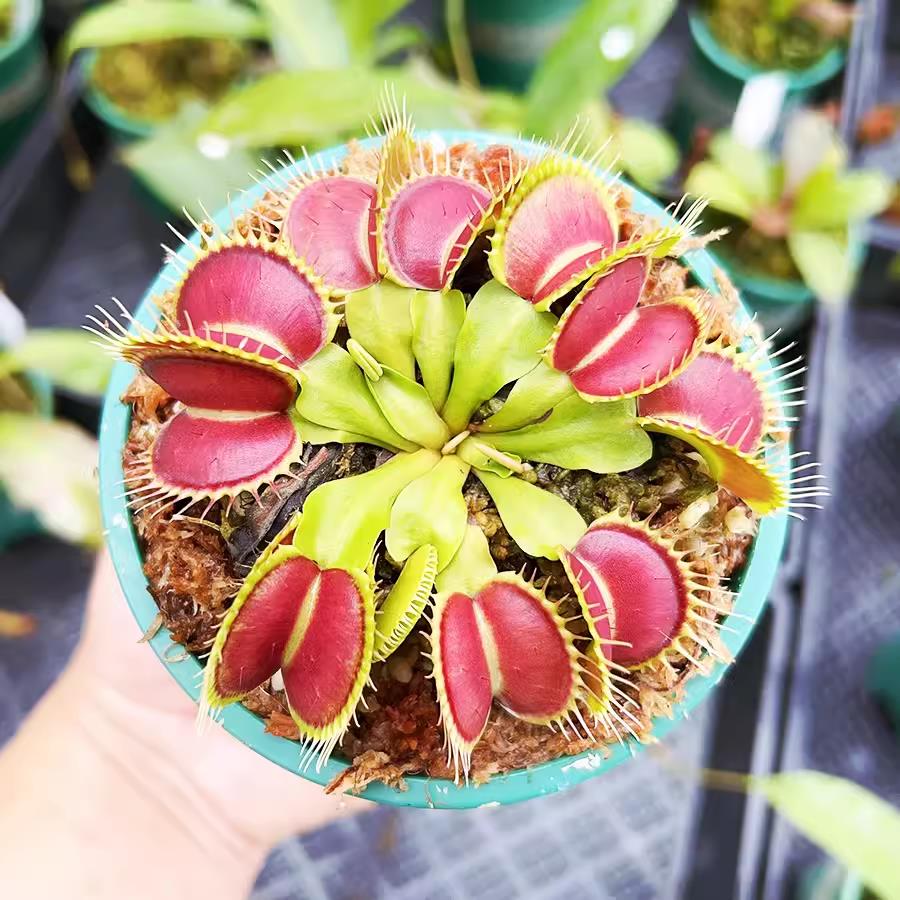 【加仑盆大苗种好发货】捕蝇草猪笼草瓶子草茅膏菜大型食虫植物