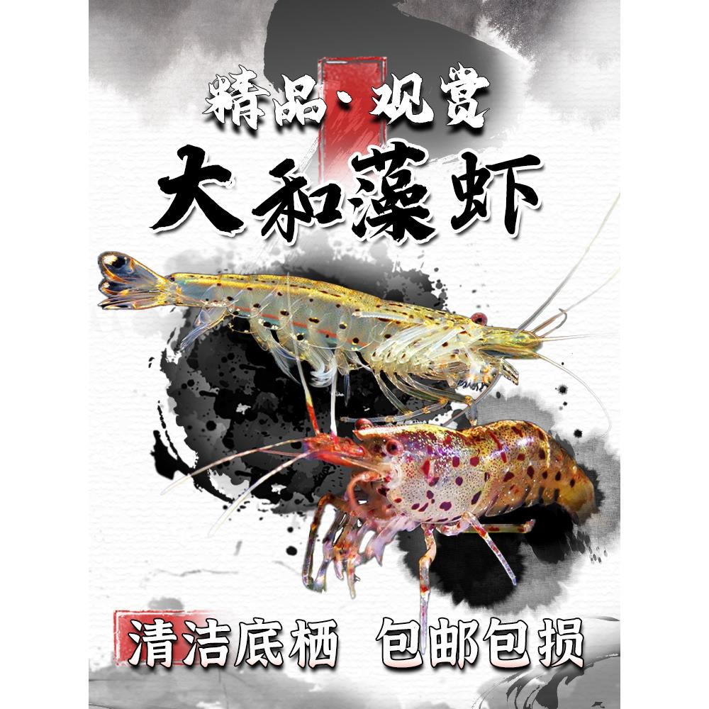 大和藻虾观赏虾星点虾黑壳虾除丝藻绿藻原生鱼缸冷水清洁虾工具虾