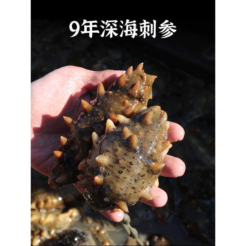 正宗辽参大连野生开袋即食海参礼盒鲜活独立包装袋一斤特价孕妇款