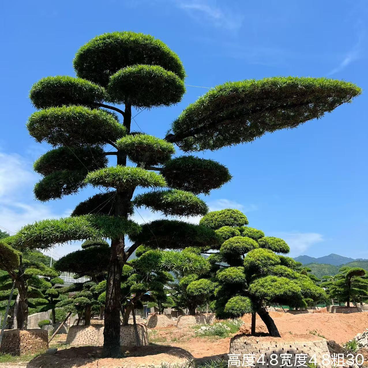 罗汉松庭院造型树老桩盆景迎客松真树黑松进口别墅罗汉松景观树