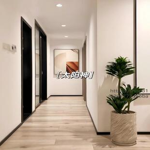 太阳神盆栽大型室内客厅绿植老桩龙血树网红植物朱蕉须办公室盆景