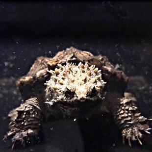 鳄龟佛鳄爆刺纯正血统原种小鳄龟活物小乌龟