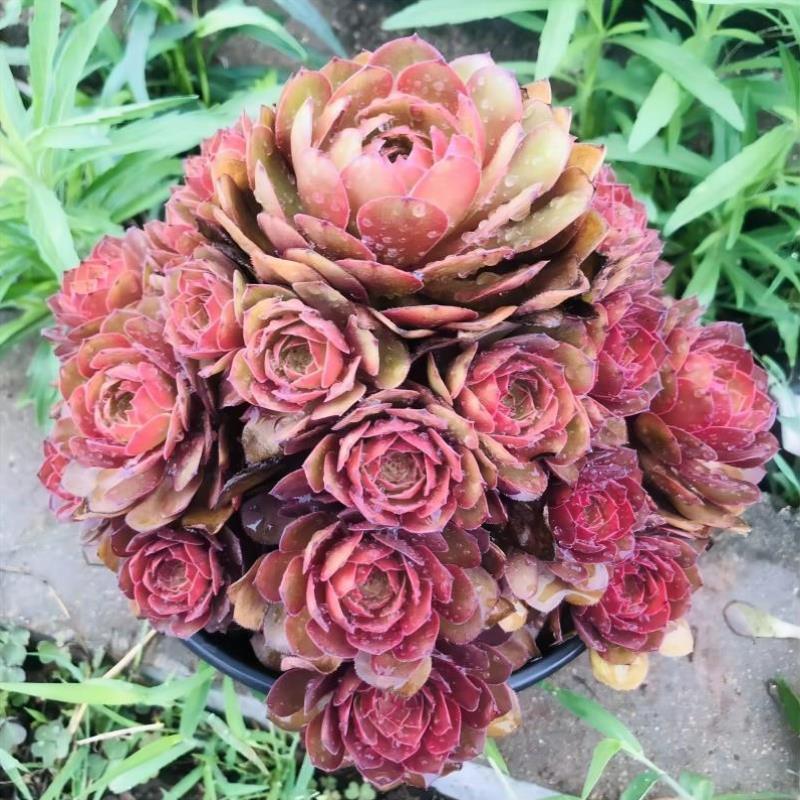 万圣节红魔高级精品法师多肉植物大颗好养室内花卉盆栽绿植