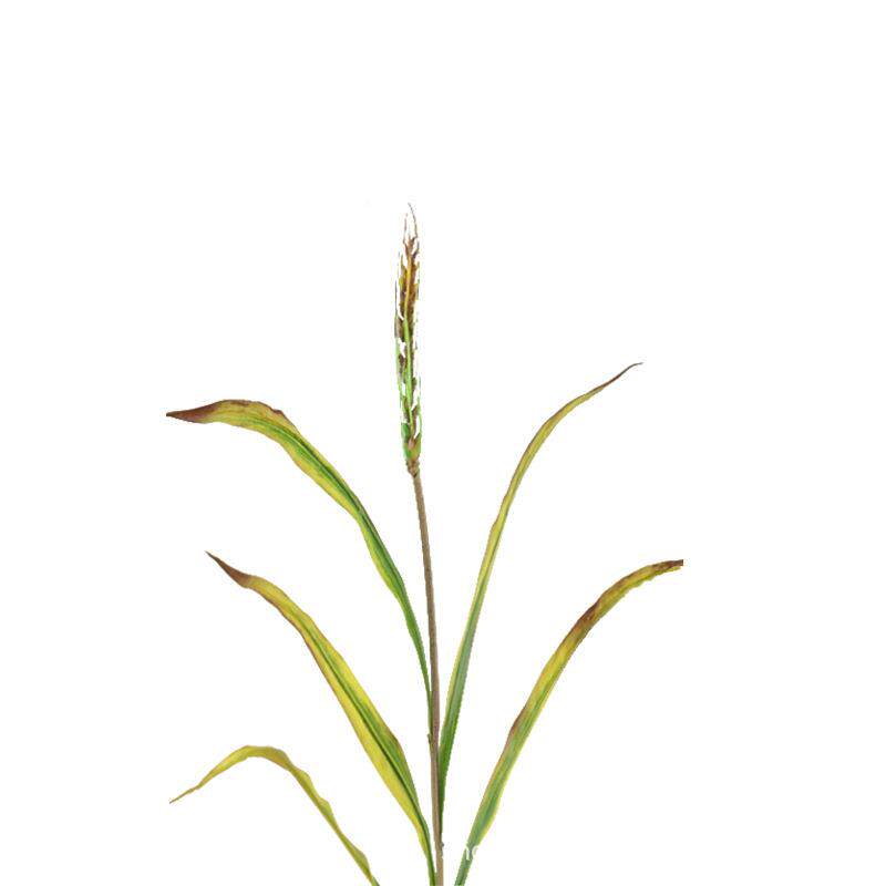新品特卖001风仿真农作物秋苗色小背麦摄影景小麦屏工程装饰