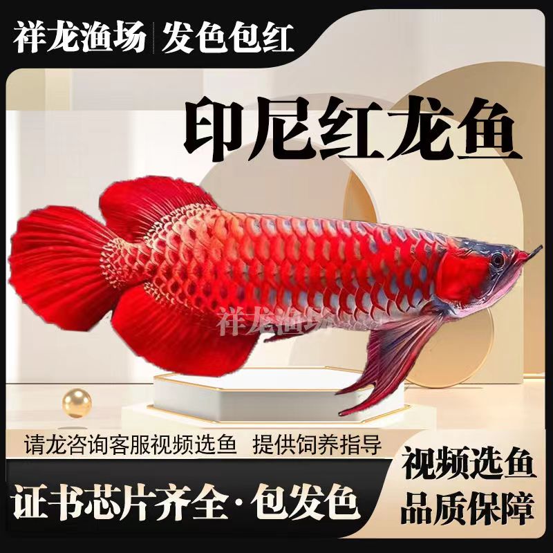 纯血印尼红龙活体鱼大湖辣椒龙鱼苗幼苗热带观赏鱼招财金龙鱼活鱼