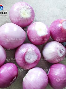大型洋葱ABI去皮葱机 脱皮去机 泮葱加工设 气动脱皮机械 洋备气