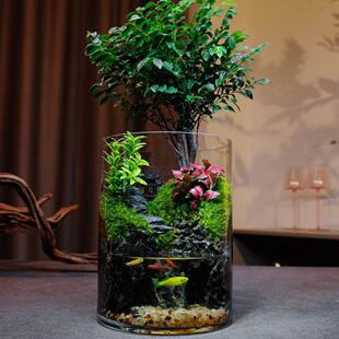 【仙居】苔藓微景观生态瓶办公室内桌面绿植盆栽懒人生态缸养鱼缸