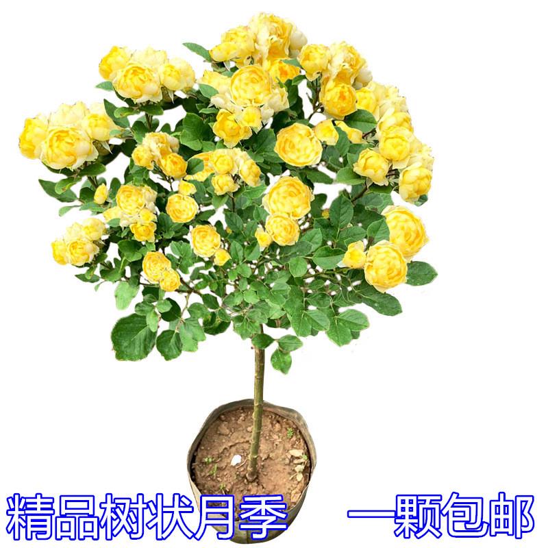 树桩月季花苗盆栽棒棒糖玫瑰庭院树桩月季果汁阳台浓香四季开花