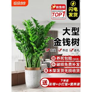 金钱树盆栽客厅大花盆大棵钱串子乔迁室内办公室旺宅好养大型绿植