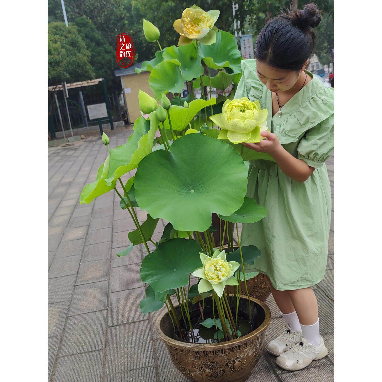 金陵叠翠重瓣黄色大型荷花种藕根碗莲种苗子阳台庭院鱼池花卉室内