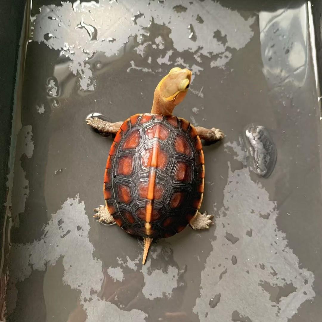 黄缘龟幼龟安缘苗闭壳龟观赏宠物龟活体半水龟皖南血红圆身高背