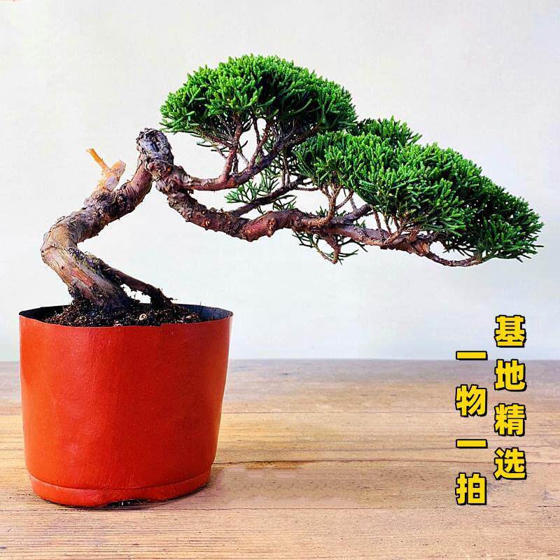 基地直销宫阪 阪系鱼川真柏小盆景老桩素材高档盆栽阳台茶台绿植