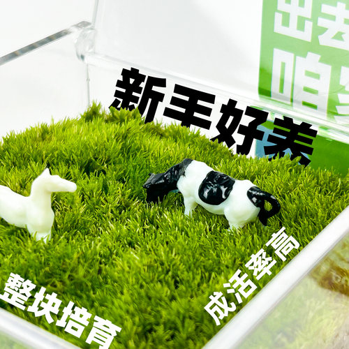 植物有块地桌面草坪苔藓微景观