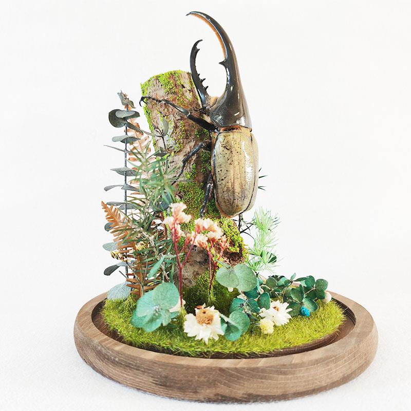 森林勇士真实昆虫甲虫标本生态微景观玻璃罩摆件大兜虫收藏品礼物