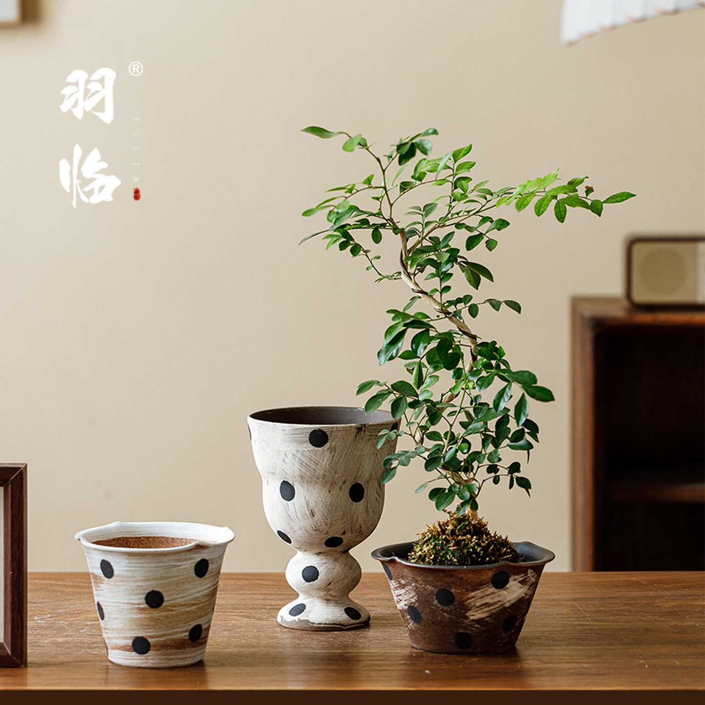 复古做旧波点陶瓷花盆绿植小盆栽图片
