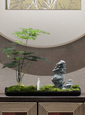 创意办公室摆件微景观文竹苔藓水培花盆景绿植客厅茶室桌面装饰品