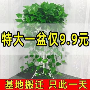 360绿萝盆栽大叶长藤室内花卉植物特大盆绿箩家养水培绿植