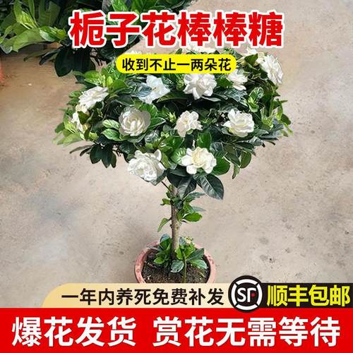 独杆棒棒糖栀子花盆栽带花苞大叶老桩桅子树苗牡丹四季开花卉植物