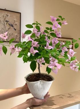 2025新款仿真三角梅婚礼装饰客厅花艺家居摆件户外景观假花