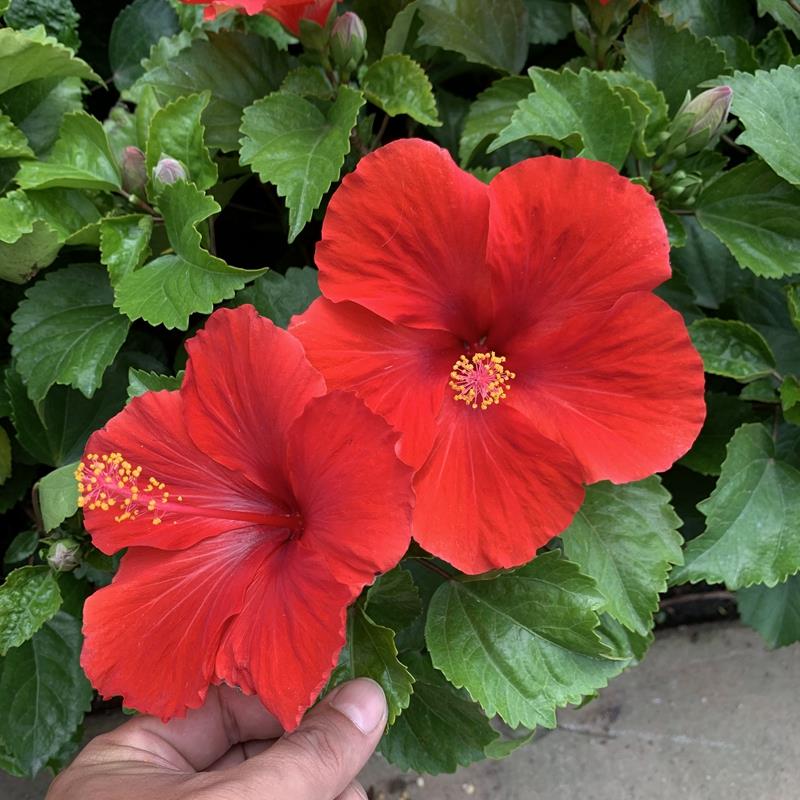 扶桑花朱瑾大红花木芙蓉阳台庭院开 花植物花卉绿植盆栽基地严选