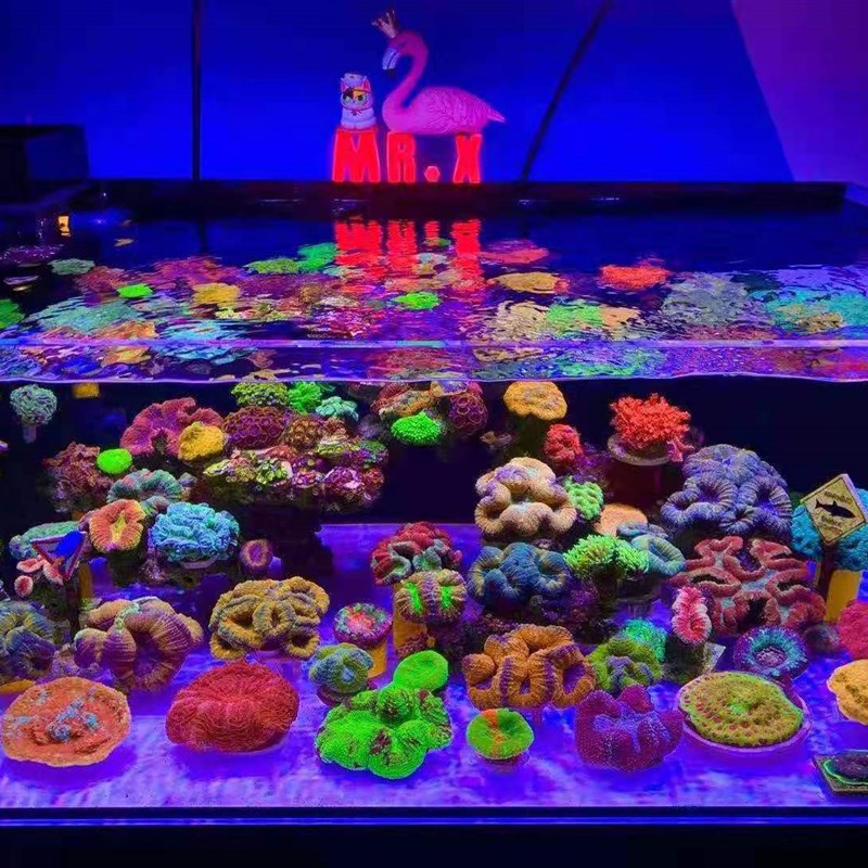 海缸膜海缸贴膜海水缸珊瑚缸鱼缸过滤蓝光去蓝光膜海缸拍照滤镜膜