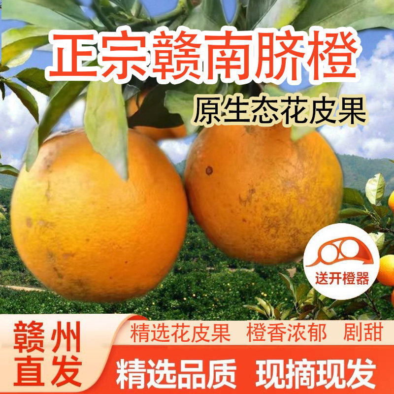 清品鲜赣南脐橙花皮果产地直发现摘新鲜水果当季礼盒精品花皮果